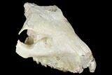 Partial, Fossil Oreodont (Merycoidodon) Skull - Wyoming #174371-6